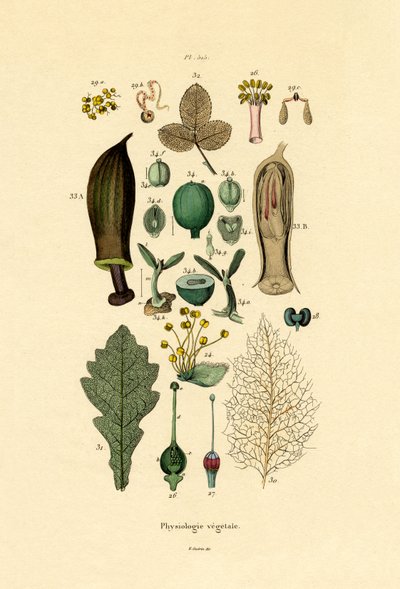 Plants by French School